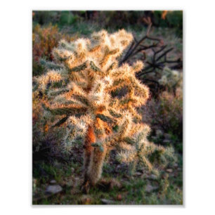 Ggloed Cholla Foto Afdruk