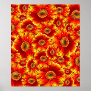 Ggloed Gerbera Daisies Poster