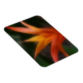 Ggloeiende Bromeliad Magnet Magneet (Rechterzijde)
