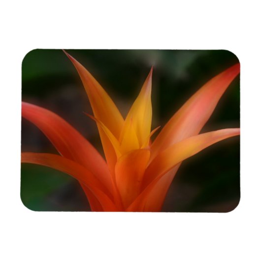 Ggloeiende Bromeliad Magnet Magneet (Horizontaal)