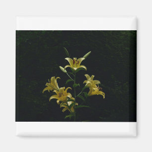 Ggloeiende Gele Dagbladen, Tom Wurl Magneet