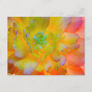 Ggloing Begonia Blossom Seabeck, WA Briefkaart