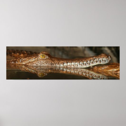 Gharial Poster (Voorkant)
