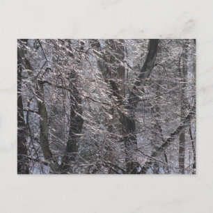 Ghear Icy Forest in Morning Light I Briefkaart