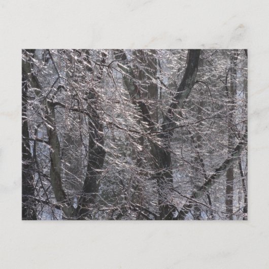 Ghear Icy Forest in Morning Light I Briefkaart (Voorkant)