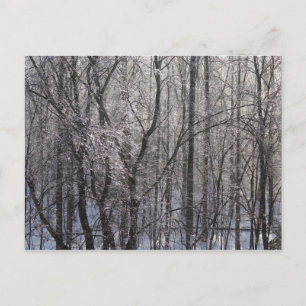 Ghear Icy Forest in Morning Light II Briefkaart