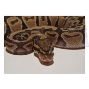 Ghost Ball Python-kaart