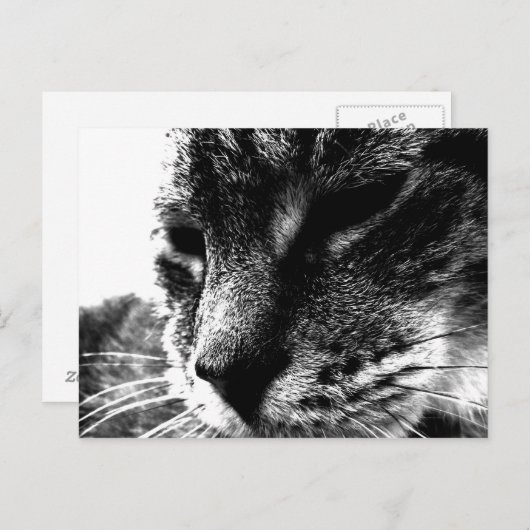 Ghost Cat Briefkaart (Voorkant / Achterkant)