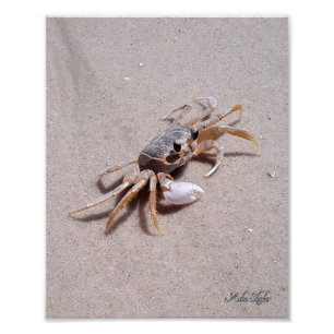 Ghost Crab Foto Afdruk