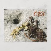 Ghost Crab OBX NC Fotografisch Briefkaart (Voorkant)