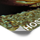 Ghost Crab Poster (Hoek)