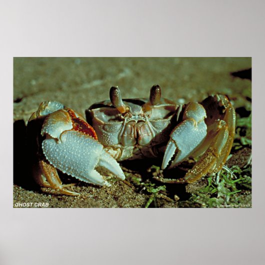 Ghost Crab Poster (Voorkant)