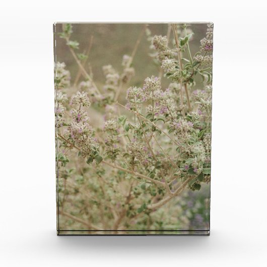 Ghost Flower Fotoblokken (Voorkant)