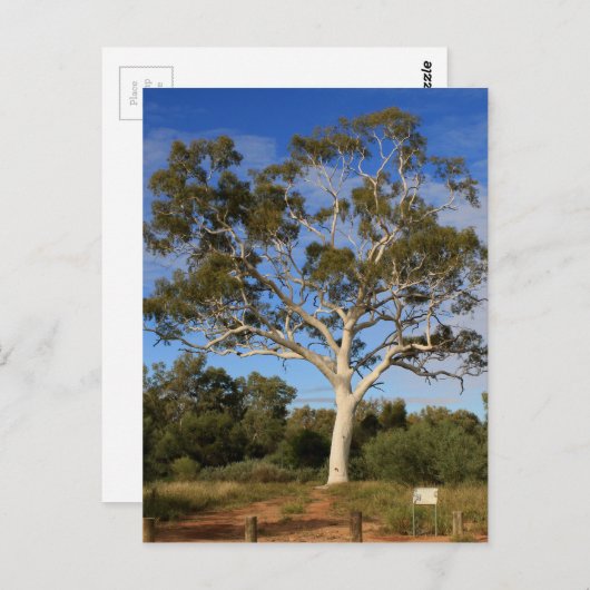 Ghost gum tree, Outback Australia Briefkaart (Voorkant / Achterkant)