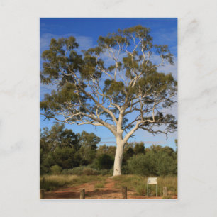 Ghost gum tree, Outback Australia Briefkaart