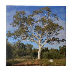 Ghost gum tree, Outback Australia Tegeltje