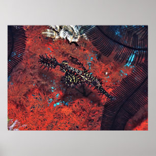  Ghost Pipefish Poster