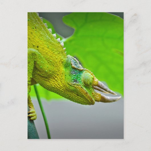 Giant 3 Horned Chameleon Briefkaart (Voorkant)