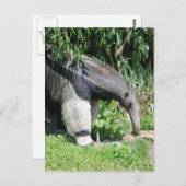 Giant Anteater Briefkaart (Voorkant / Achterkant)