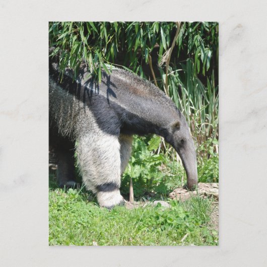 Giant Anteater Briefkaart (Voorkant)