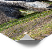 Giant Anteater die loopt op gras Holiday Briefkaar Poster (Hoek)