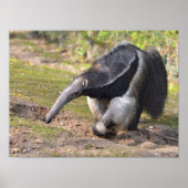 Giant Anteater die op gras loopt Poster (Voorkant)