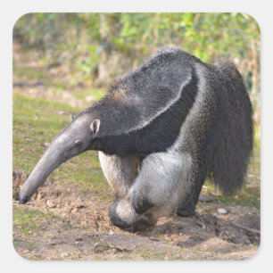 Giant Anteater die op gras loopt Vierkante Sticker