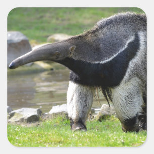 Giant Anteater die op gras loopt Vierkante Sticker