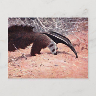 Giant Anteater  Illustratie. Briefkaart