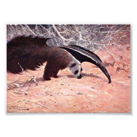 Giant Anteater Illustratie. Foto Afdruk (Voorkant)