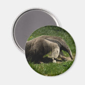 Giant Anteater Magneet (Voorkant / Achterkant)