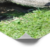 Giant Anteater Poster (Hoek)