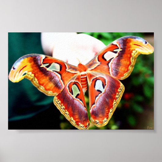 Giant Atlas Moth Poster (Voorkant)