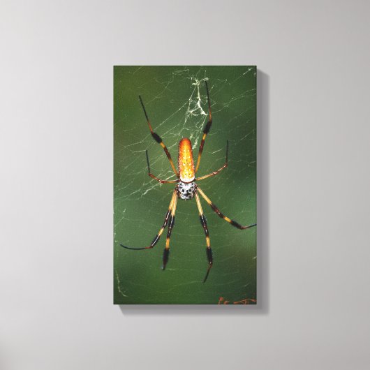 Giant Banana Spider canvas Afdruk (Voorkant)