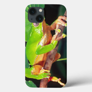 Giant Bicolor Monkey Treefrog, Phyllomedusa iPhone 13 Hoesje