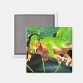 Giant Bicolor Monkey Treefrog, Phyllomedusa Magneet (Voorkant / Achterkant)