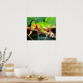 Giant Bicolor Monkey Treefrog, Phyllomedusa Poster (Keuken)