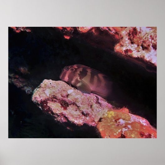 Giant Blenny Poster (Voorkant)