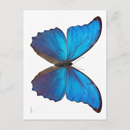 Giant Blue Morpho Butterfly Briefkaart (Voorkant)