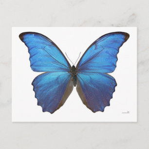 Giant Blue Morpho Butterfly Briefkaart