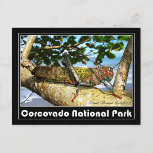 Giant Brown Cricket, Nationaal Park Corcovado Briefkaart