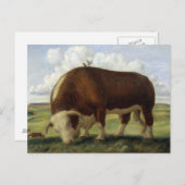 Giant Bull Briefkaart (Voorkant / Achterkant)