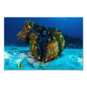 Giant Clam Photo Print Foto Afdruk