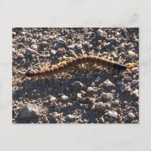 Giant Desert Centipede Briefkaart