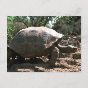 Giant Dome-Shaped Tortoise Walking Briefkaart