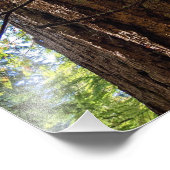 Giant Douglas Fir Tree Foto Afdruk (Hoek)