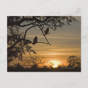 Giant Eagle Owls (Bubo lacteus), gesilhoueteerd te Briefkaart