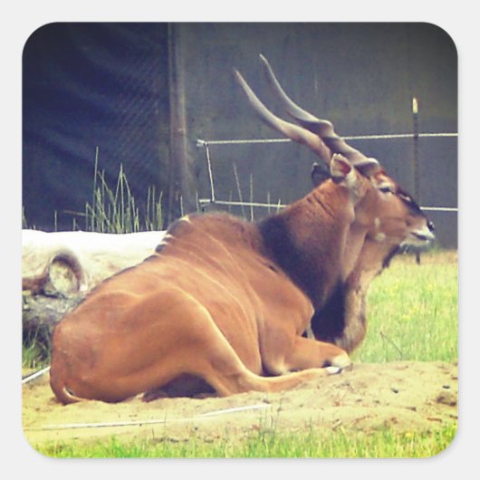 Giant Eland Stickers (Voorkant)