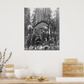 Giant Fir Tree Ready to Herfst, 1902 Poster (Keuken)