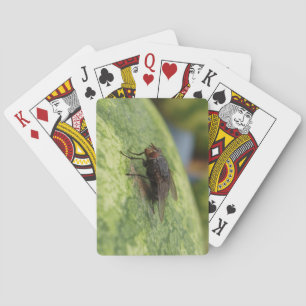 GIANT Fly Deck of Paring Cards Pokerkaarten